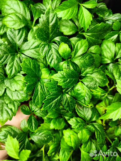 Гиностемма пятилистная