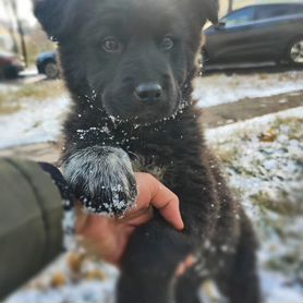 Щенок в добрые руки