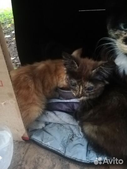 Котята в беде