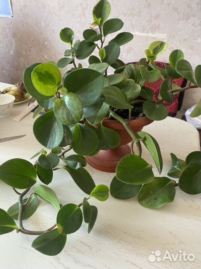 Комнатные цветы пиперония туполистная