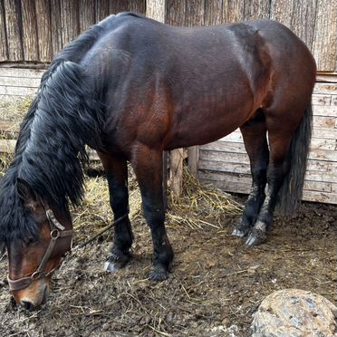 Жеребец на случку