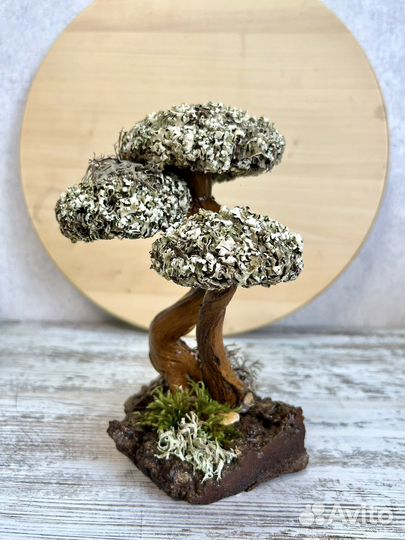 Цетрария Живое дерево