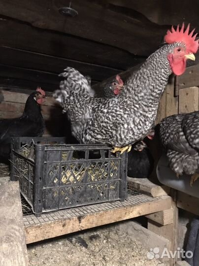 Продам петухов