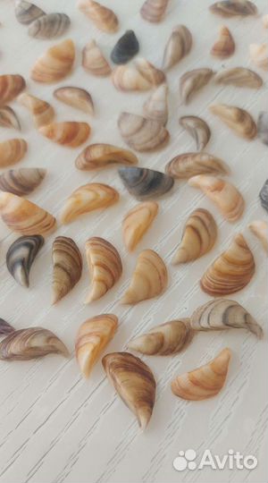 Морские ракушки