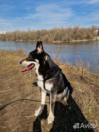 Собаки бесплатно в добрые руки