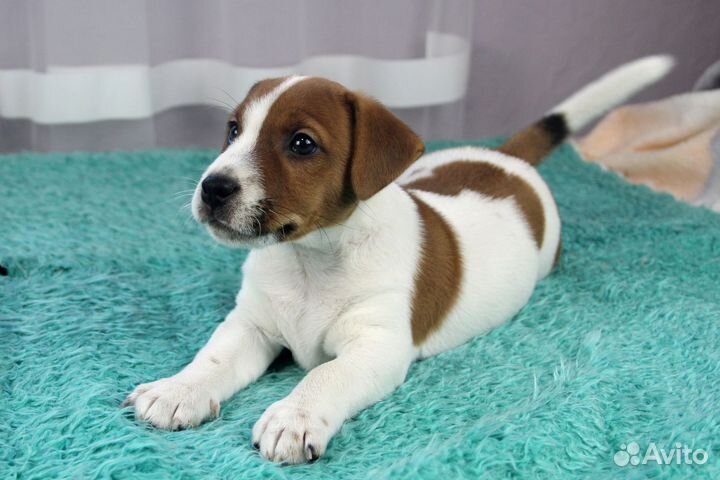Джек Рассел терьер