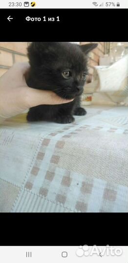Кошка