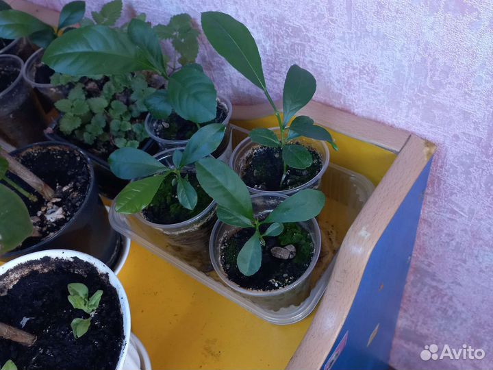 Мандариновое дерево