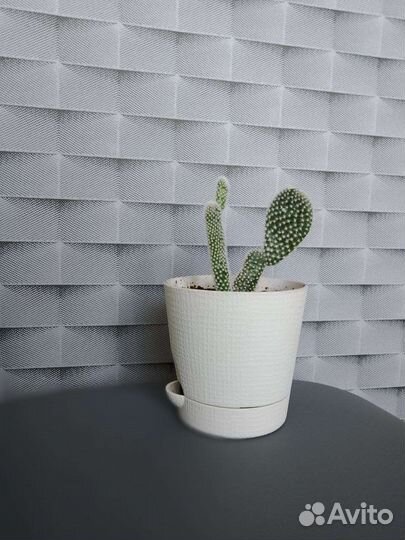 Кактус - Опунция