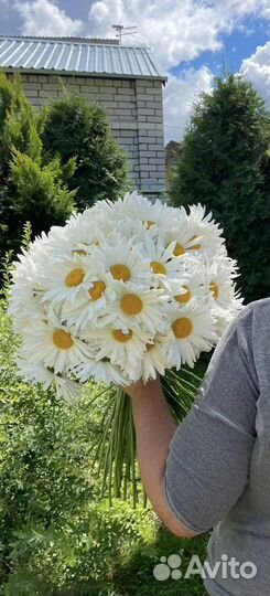 Ромашки букет