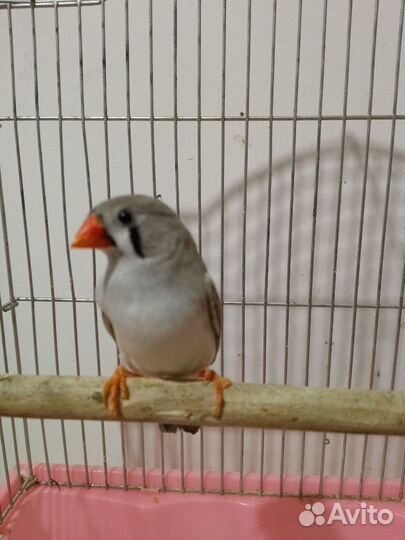 Зебровые амадины