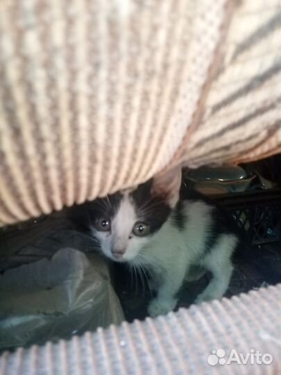 Отдам бесплатно котят