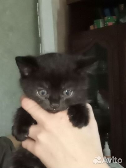 Черный котенок