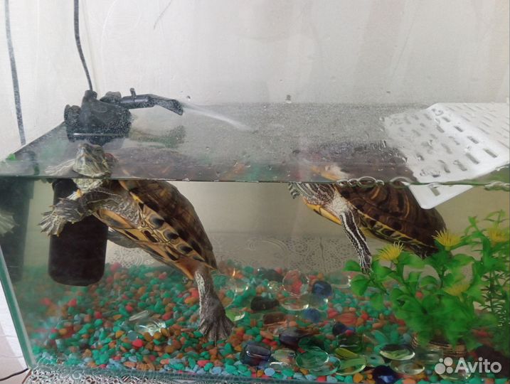 Продам черепах