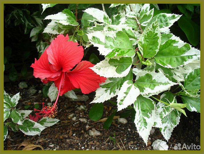 Гибискус китайская роза вариегатная