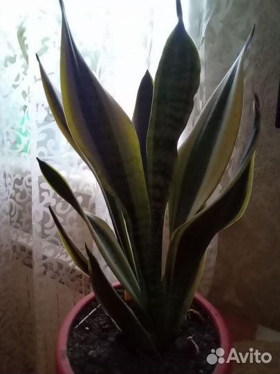 Комнатные цветы