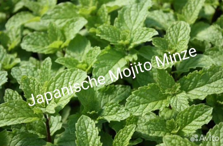 Мята разных сортов, мелисса, дущица