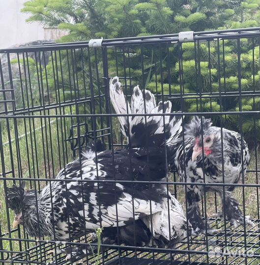 Павловские куры