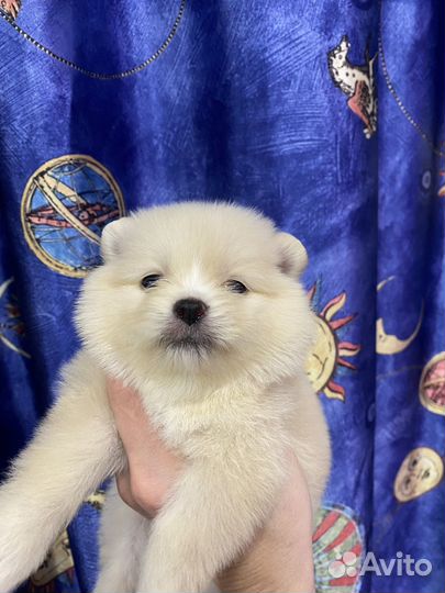 Померанский шпиц