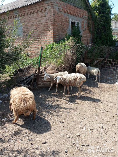 Овцы бараны ягнята
