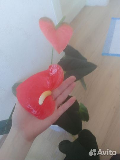 Антуриум, сорт небраска. Оранжевые