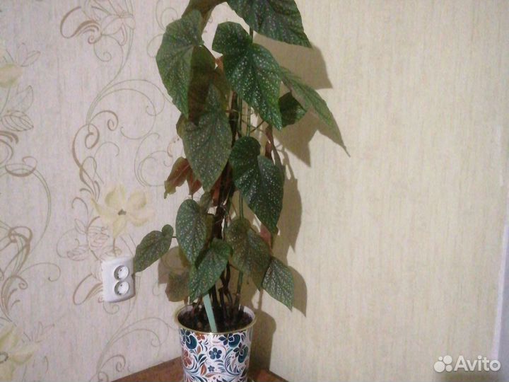 Комнатные растения цветы бесплатно