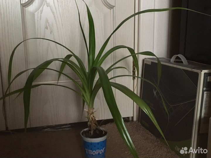 Цветы домашние