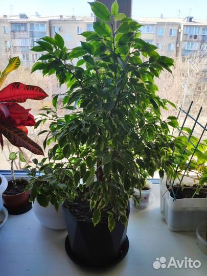 Фикус бенджамина