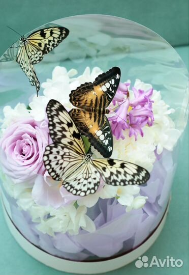 Живые бабочки, фермы бабочек, подарочная продукция