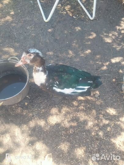 Куры молодки