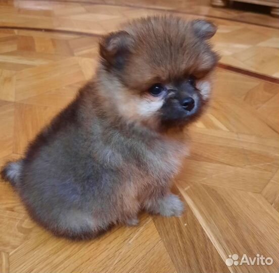 Померанский шпици мини медвежьего типа