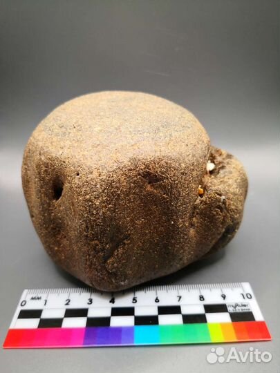 Позвонок ископаемого кита цетотерии, Тамань