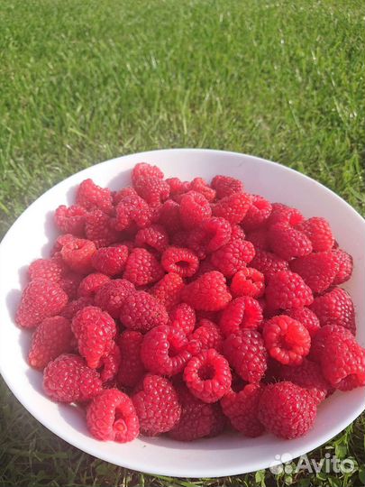 Ремонтантная малина Полька