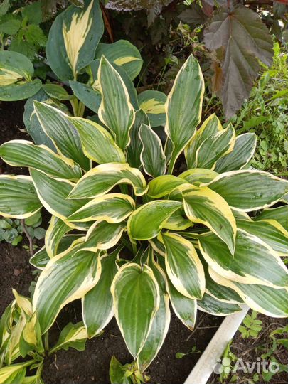 Продам многолетники, саженцы