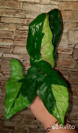 Сингониумы сортовые-2