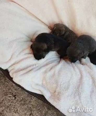 Отдам бесплатно щенки от собаки помесь Лайки