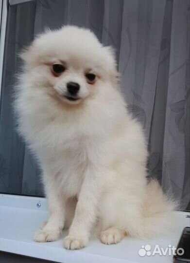 Померанский шпиц мини