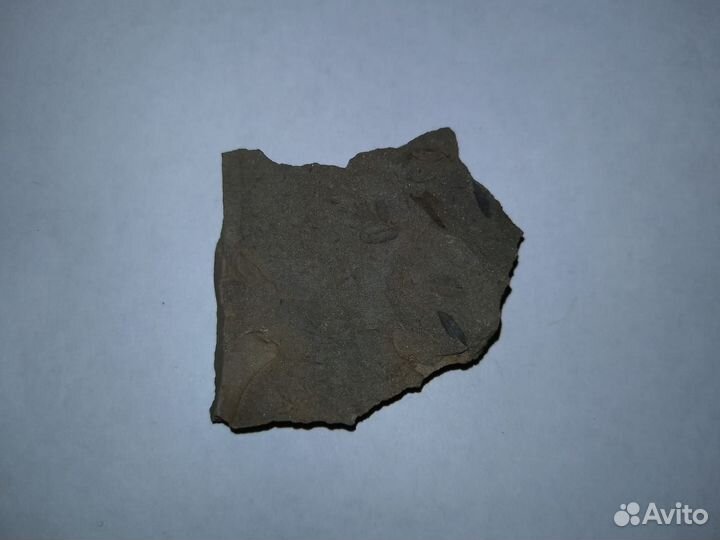 Окаменелые растения. Карбон