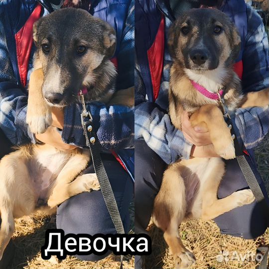 Щенки в добрые руки