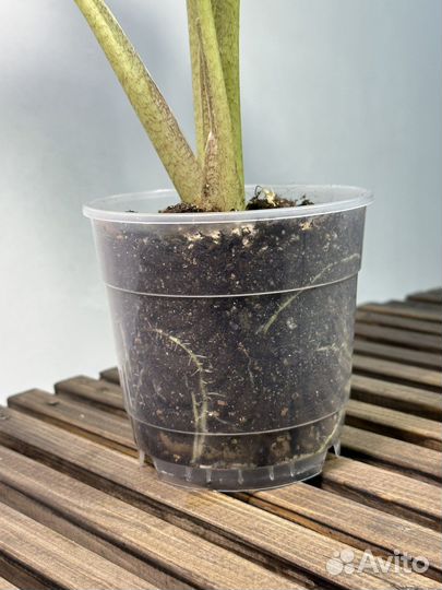 Алоказия Лоу Райдер