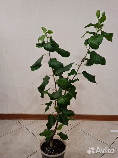 Сортовой гибискус