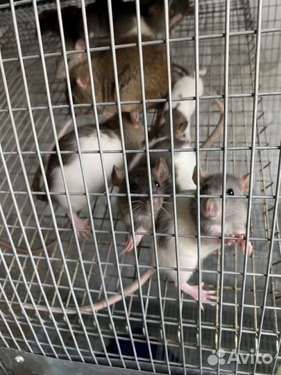 Крысы бесплатно