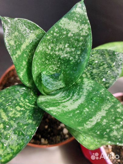 Сансевиерия Ханни грин