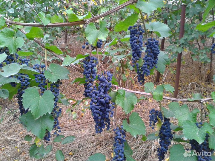 Виноград Изабелла