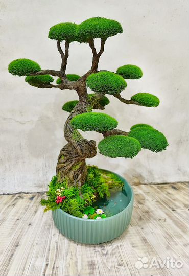 Дерево бонсай