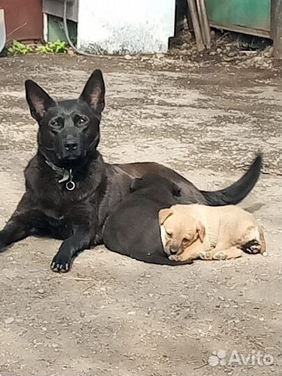 Собака в добрые руки