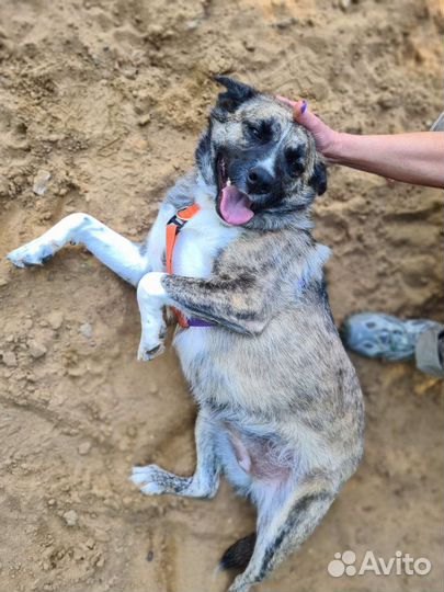 Собака в добрые руки