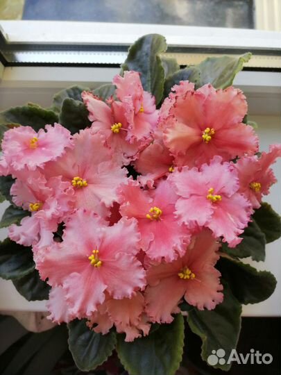 Фиалки акционные наборы