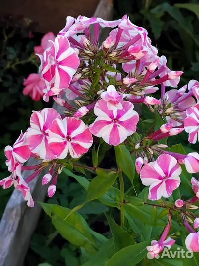 Многолетники садовые