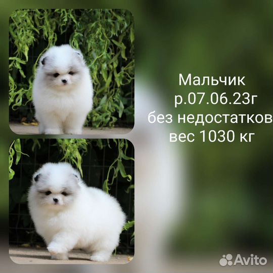 Померанский шпиц медвежьего типа